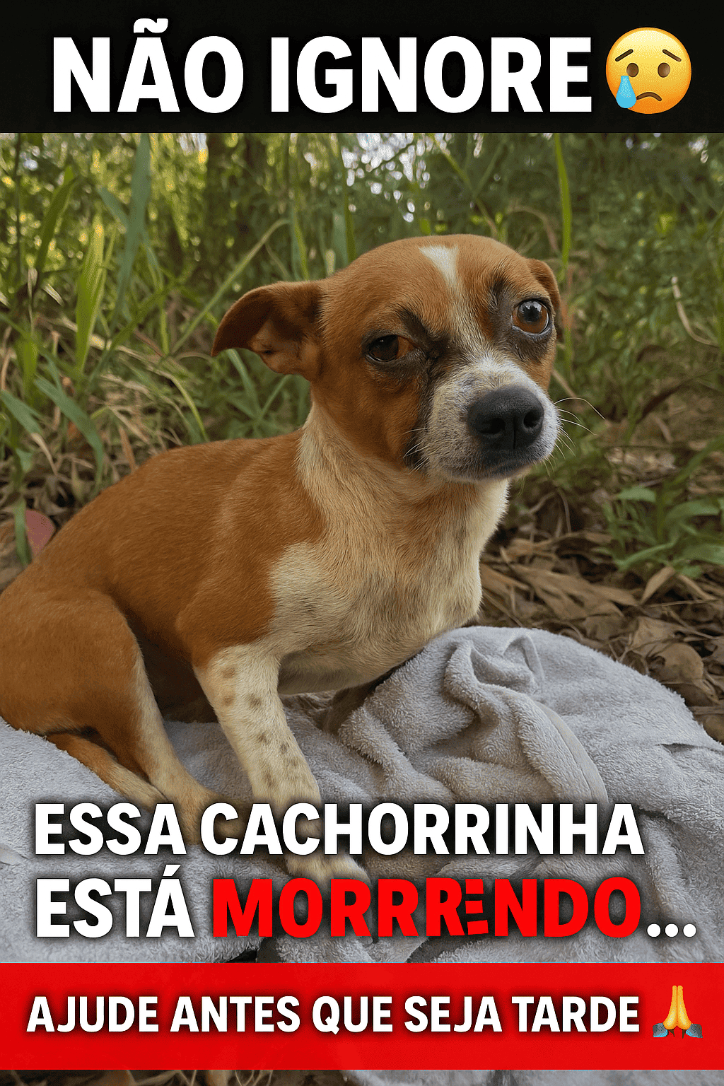 Cachorrinha caramelo e branca sentada sobre uma toalha, com olhar triste
