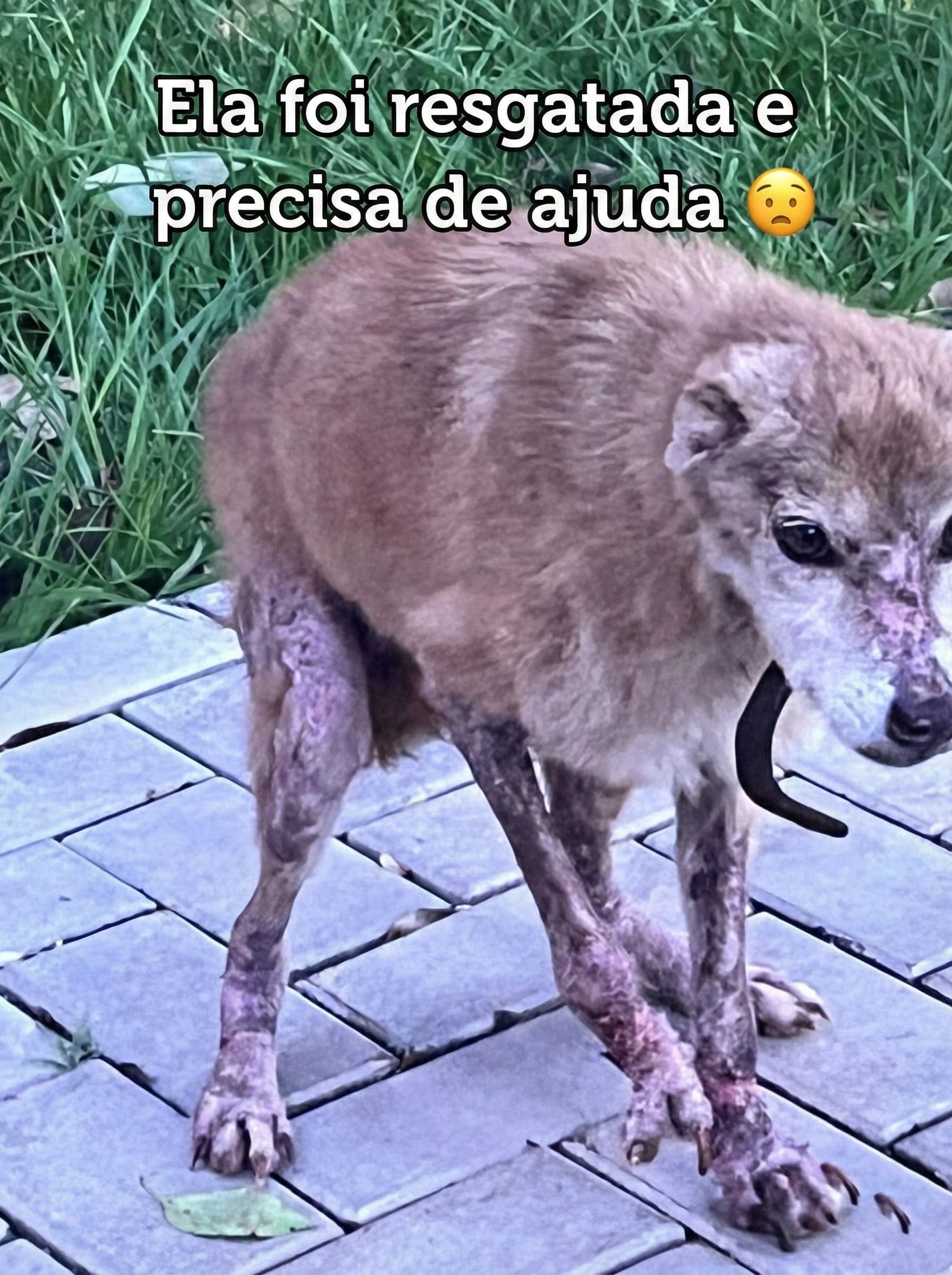 Cachorrinha magra com feridas nas patas, já resgatada